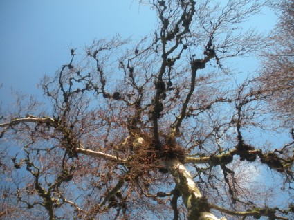 gałązki detal drzewo