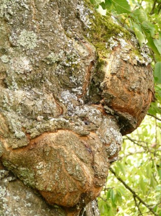 pohon penyakit proliferasi