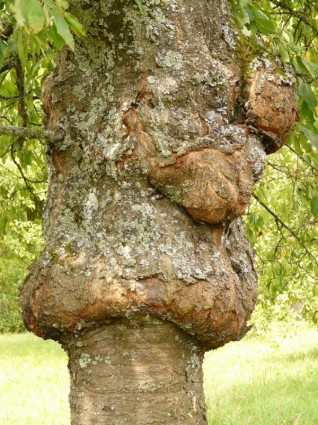 pohon penyakit proliferasi