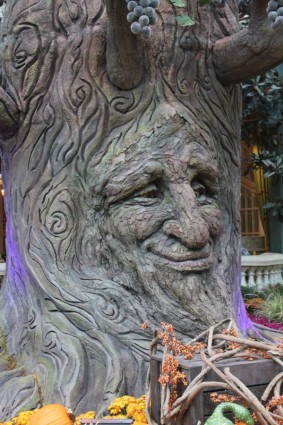 drzewo twarz twarzy drzewo
