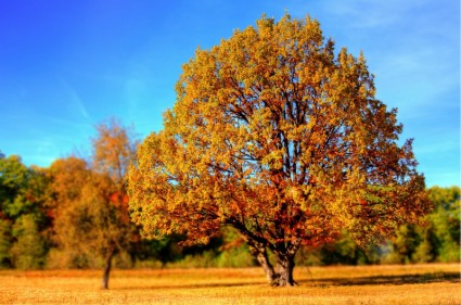 cây mùa thu mùa thu màu sắc