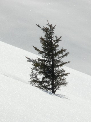 pohon cemara spruce