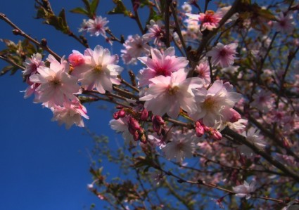 pohon bunga musim semi