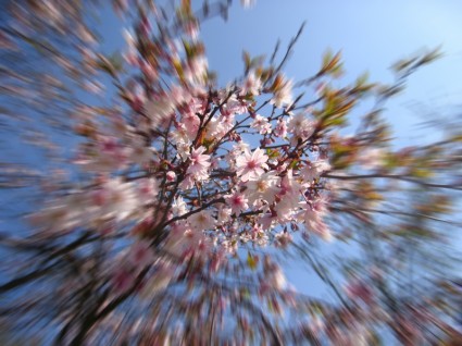 Primavera de flor de árvore