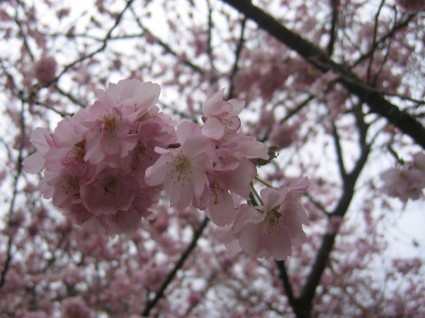 pohon bunga musim semi