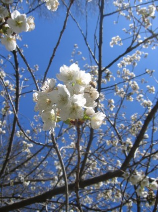 Baum Blumen Frühling