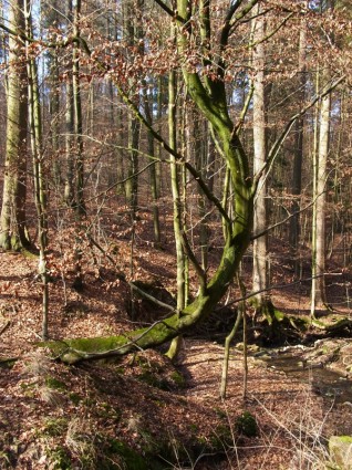 nature d'arbre forestier