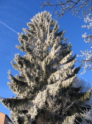 drzewo mróz śnieg