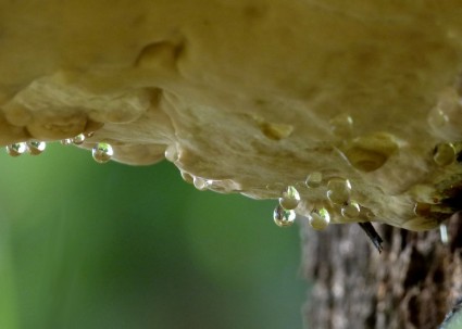 suspensão de fungo de árvore
