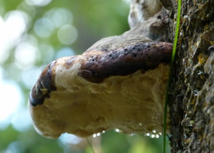 pendaison de champignon arbre