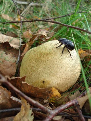 natura dei funghi di fungo albero