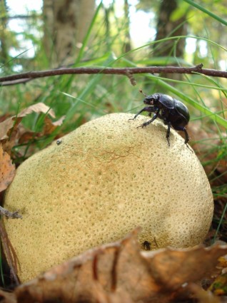 나무 곰 팡이 버섯 자연