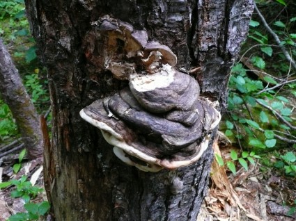 дерево гриба природа