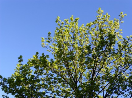 pohon hijau biru