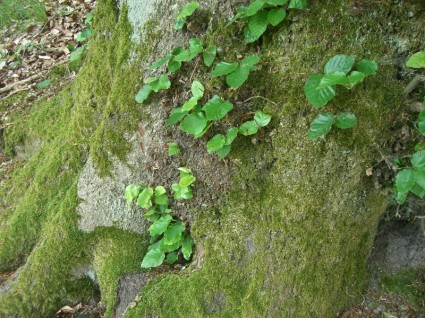 musgo de árbol verde