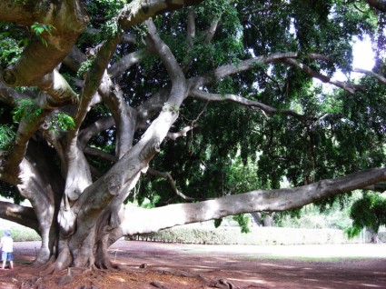 하와이 나무
