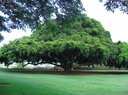 Havaí de árvore