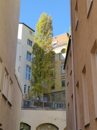 cây hof courtyard