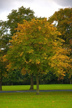 дерево в осень