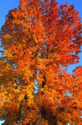 在秋天的樹