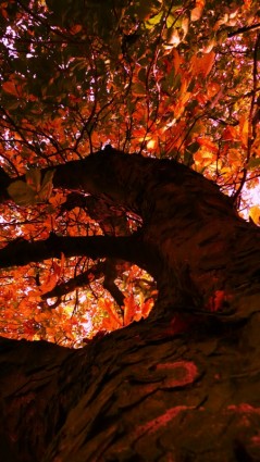 дерево в осень