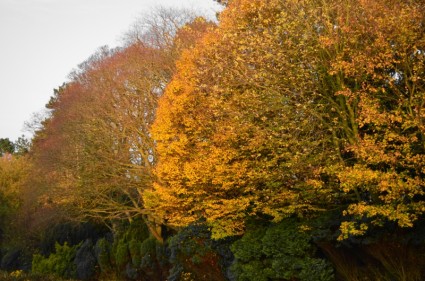 albero in autunno
