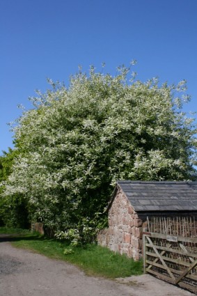 árbol en flor en la puerta de la granja