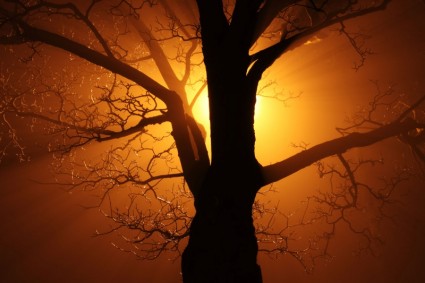 pohon di kabut di malam hari