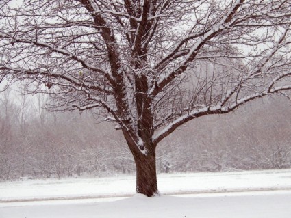 雪中的樹