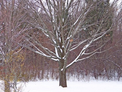 drzewo w śniegu