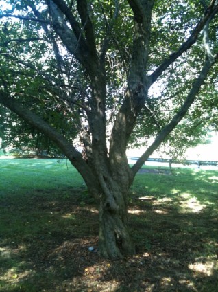 شجرة في الحديقة
