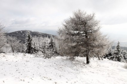 albero in inverno