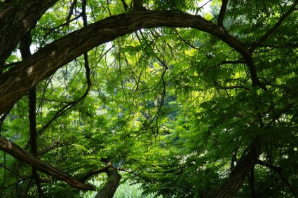 Selva árbol verde