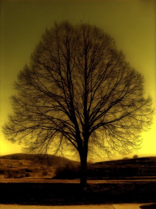 شجرة kahl الشتاء