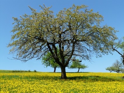 natura di albero prato