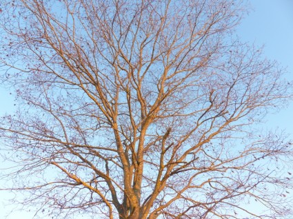 cielo de naturaleza de árbol