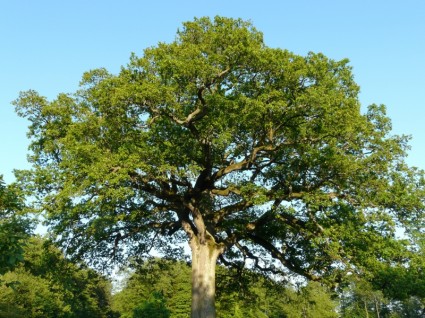 roble árbol grande