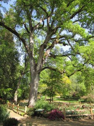 jardín del árbol de roble