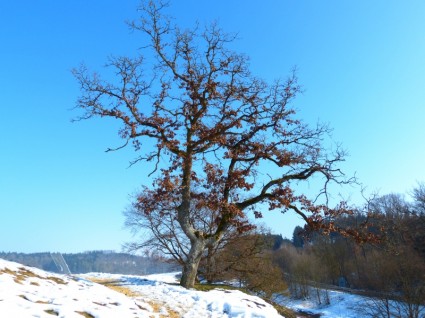 invierno del árbol de roble