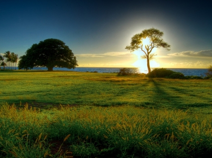 Baum der helle Tapete Landschaft Natur