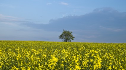 hiếp dâm oilseed cây màu vàng