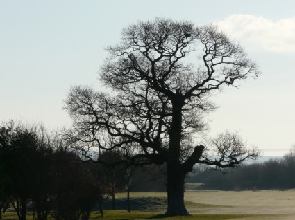 natura di albero vecchio albero