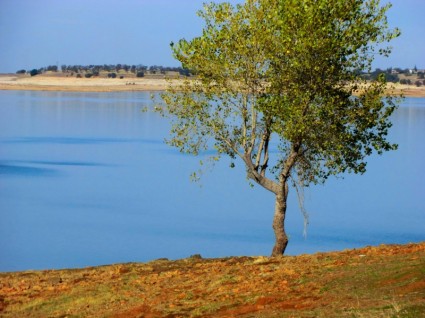 дерево на озере