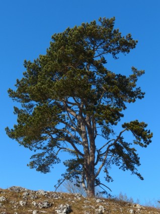 Tree Pine Sky