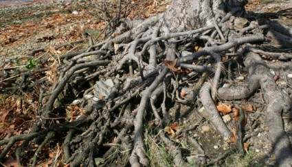 racines d'arbres