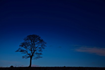 在晚上的树剪影