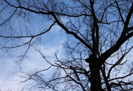 cabang-cabang pohon langit