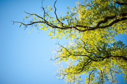 дерево небо Зеленая