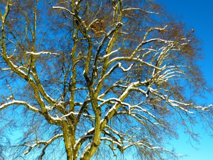 Baum Schnee snowy