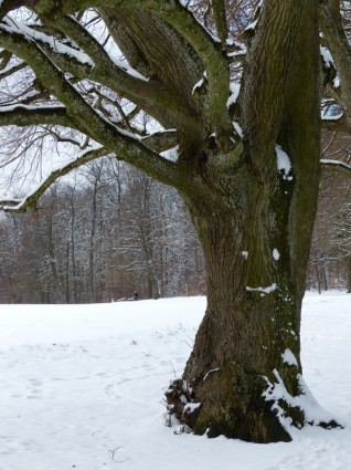 Harfang des neiges arbre